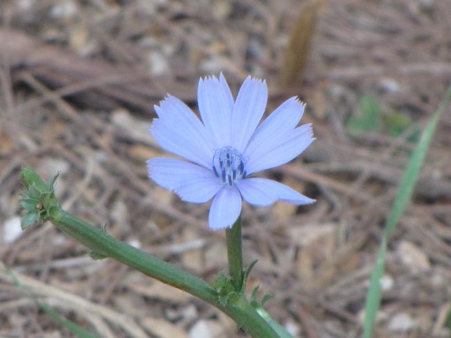 Cichorium intybus